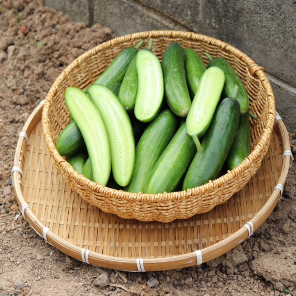 국내산 미니오이 스낵 오이 샐러드 채소 야채 500g, 1개 - 상품 이미지