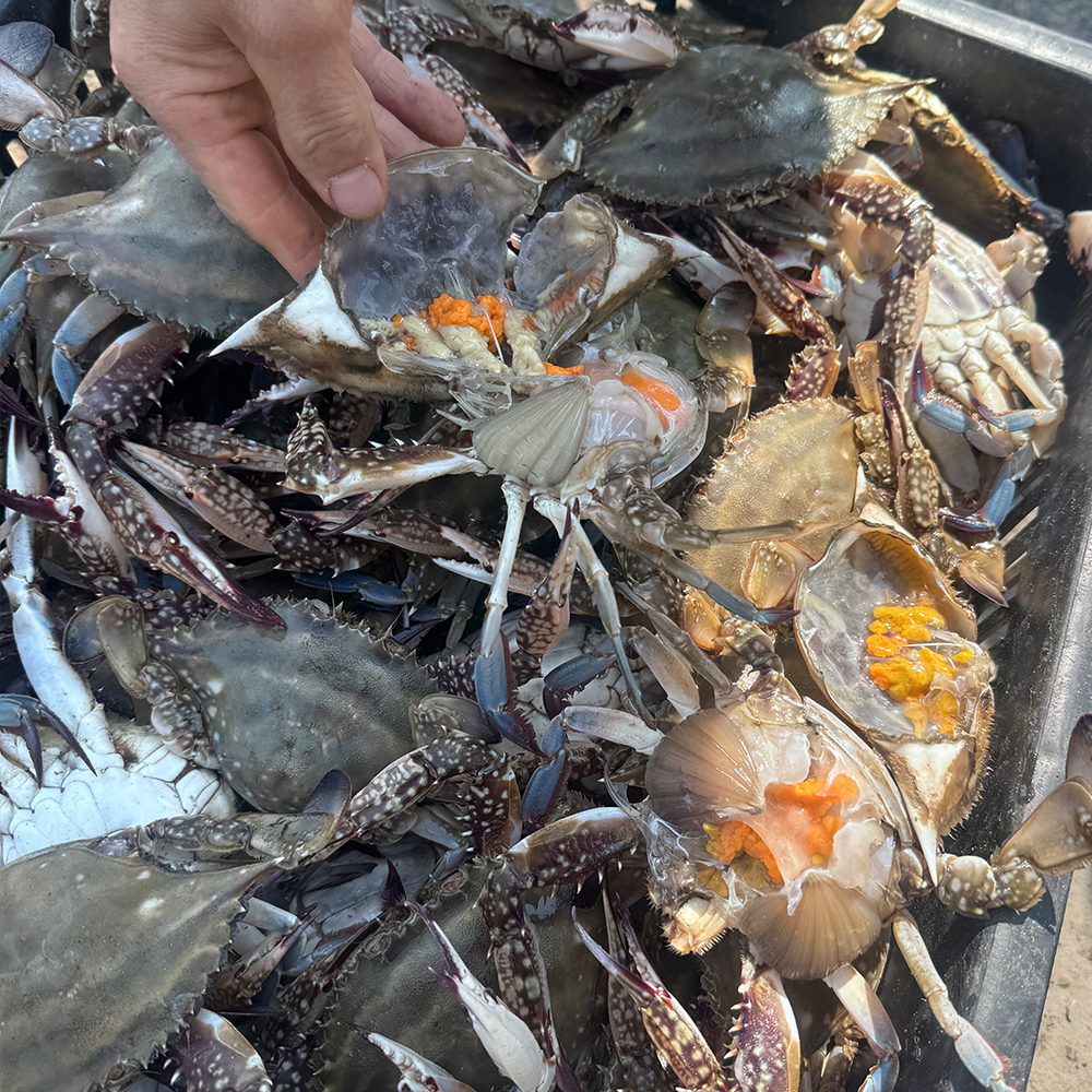 토해원 국내산 서해안 급냉 암꽃게 알배기 꽃게 찜용 꽃게탕 게장 1kg 2kg 절단X - 상세 이미지 5