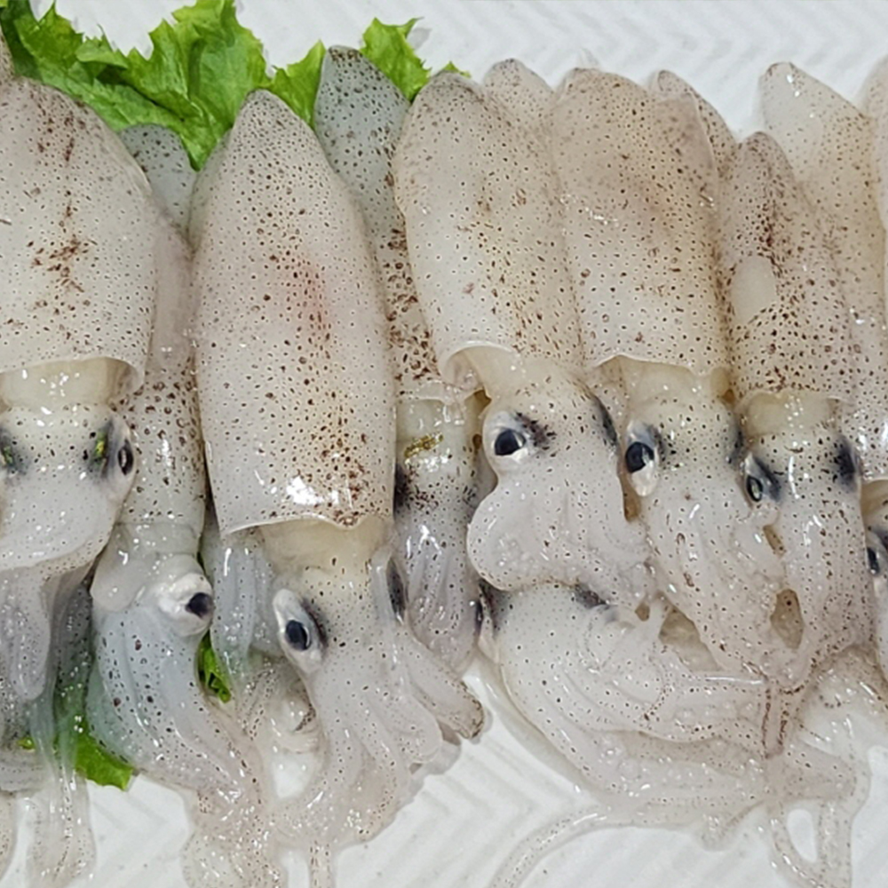 토해원 연안 호래기 500g 산지직송 생물 꼴뚜기 신선 제철 횟감용 숙회용 이미지 8