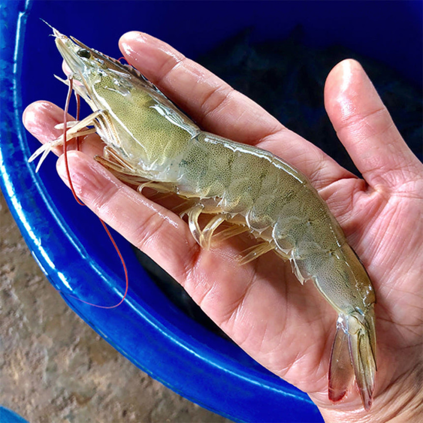 대한민국농수산의 오동통 싱싱한 흰다리새우1kg