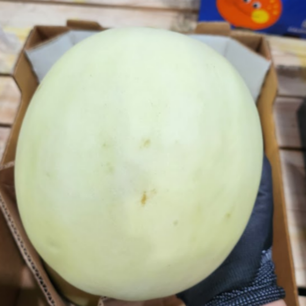 고당도 미국산 허니듀멜론 메론 멜론 여름 과일 2.2kg, 5개 - 상세 이미지 5