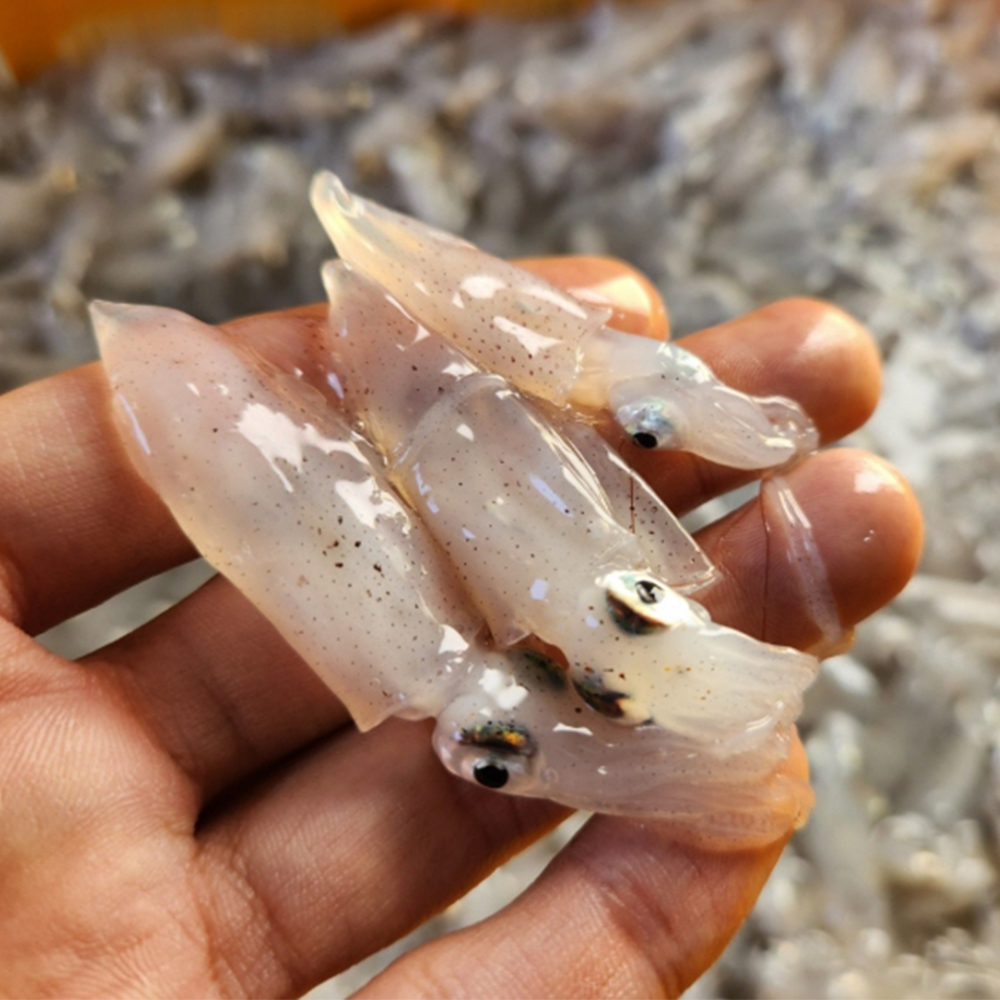토해원 연안 호래기 500g 산지직송 생물 꼴뚜기 신선 제철 횟감용 숙회용 - 상품 이미지