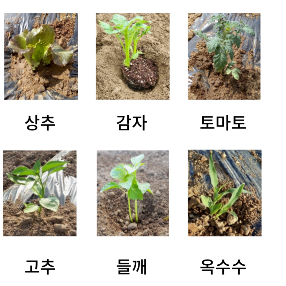 참깨 들깨모종심는기계 들깨씨앗파종기 다목적파종기 - 상세 이미지 4