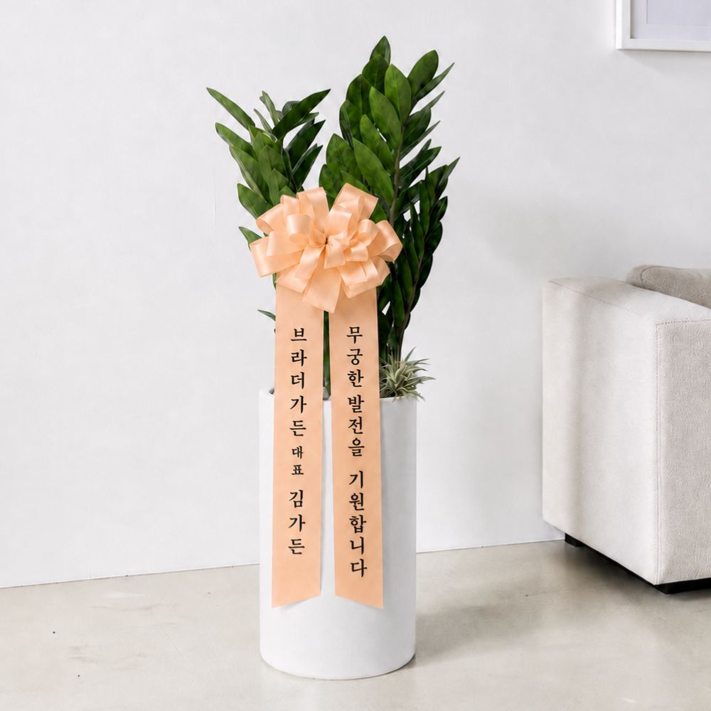 돈나무 개업식 금전수 개업축하화분 배달 승진 거실 중형 화분 개원 선물 인테리어식물 상품 이미지