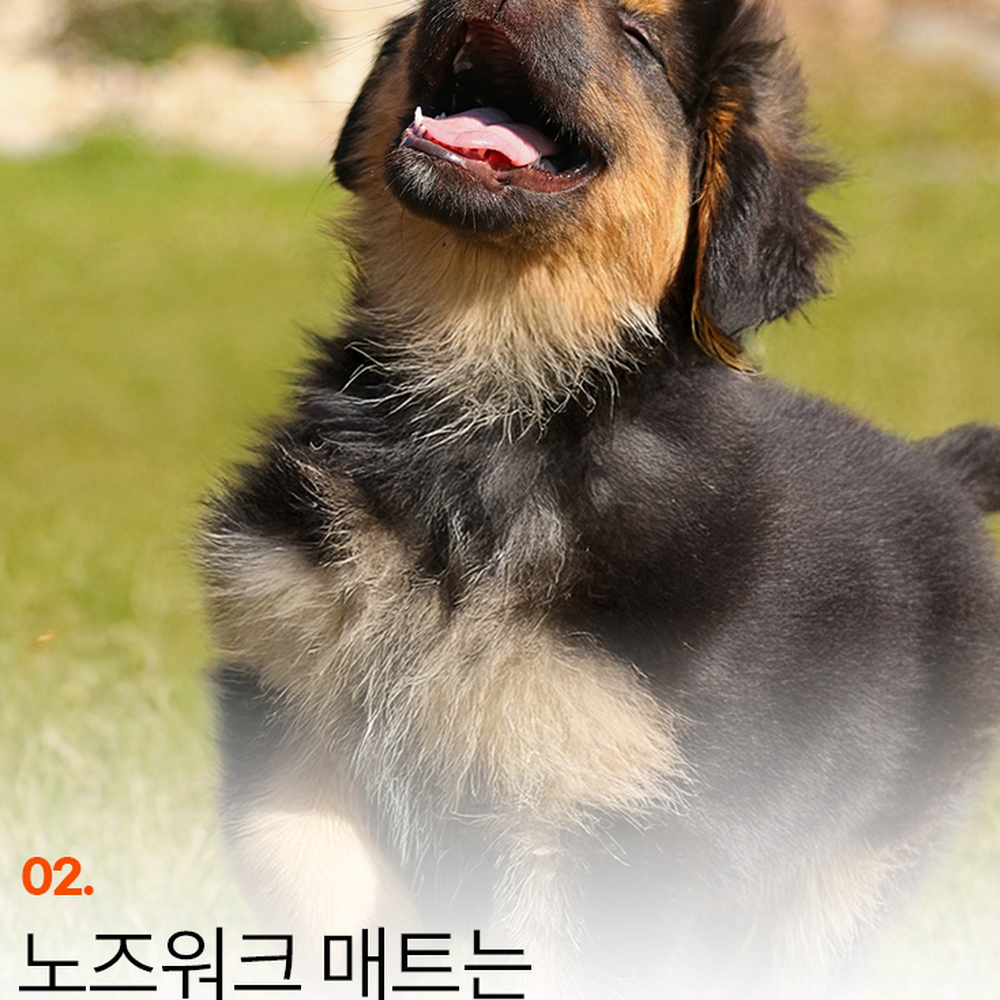 활동량증가반려견용노즈워크매트 스트레스해소반려묘용잔디매트 분리불안완화실내용 - 상세 이미지 2