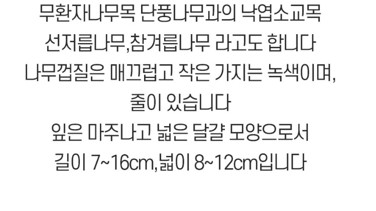 벌나무즙 벌나무 100ml 60포 이미지 6