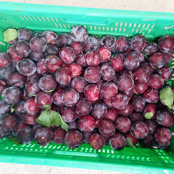 토해원 국내산 체리자두 고당도 제철과일 나디아자두 1kg 2kg 3kg - 상세 이미지 5