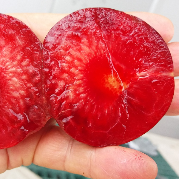 토해원 국내산 체리자두 고당도 제철과일 나디아자두 1kg 2kg 3kg - 상세 이미지 2