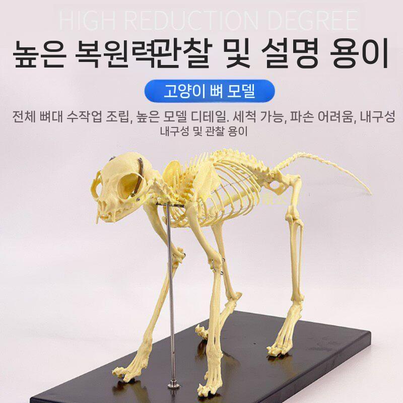 수의학 강아지골격모형 동물 실험실 병원 두골 개뼈 개 - 상세 이미지 3