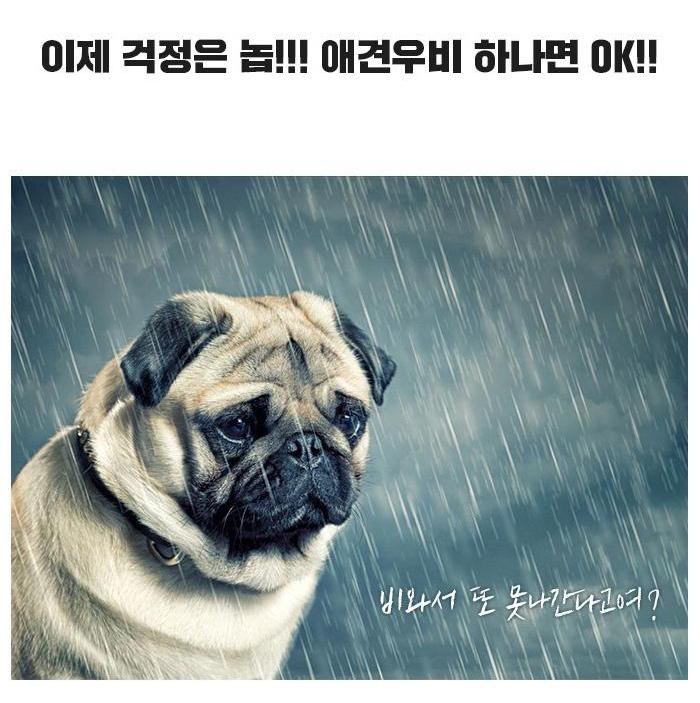 장마철 산책 강아지 비닐 우의 강아지 망토 우의 XS - 상세 이미지 4