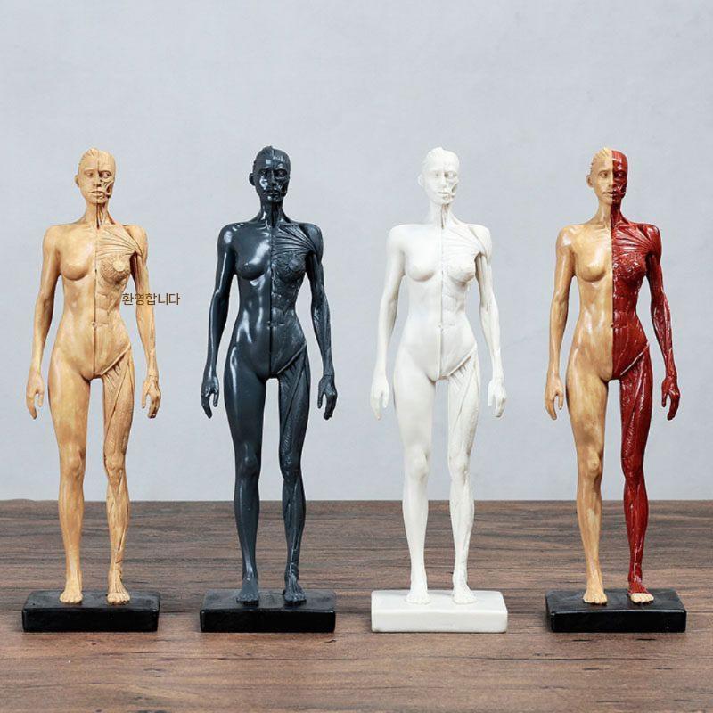 인체 근육 모형 남성 해부학 교육용 골격 모델 전신 흰색 - 상세 이미지 4