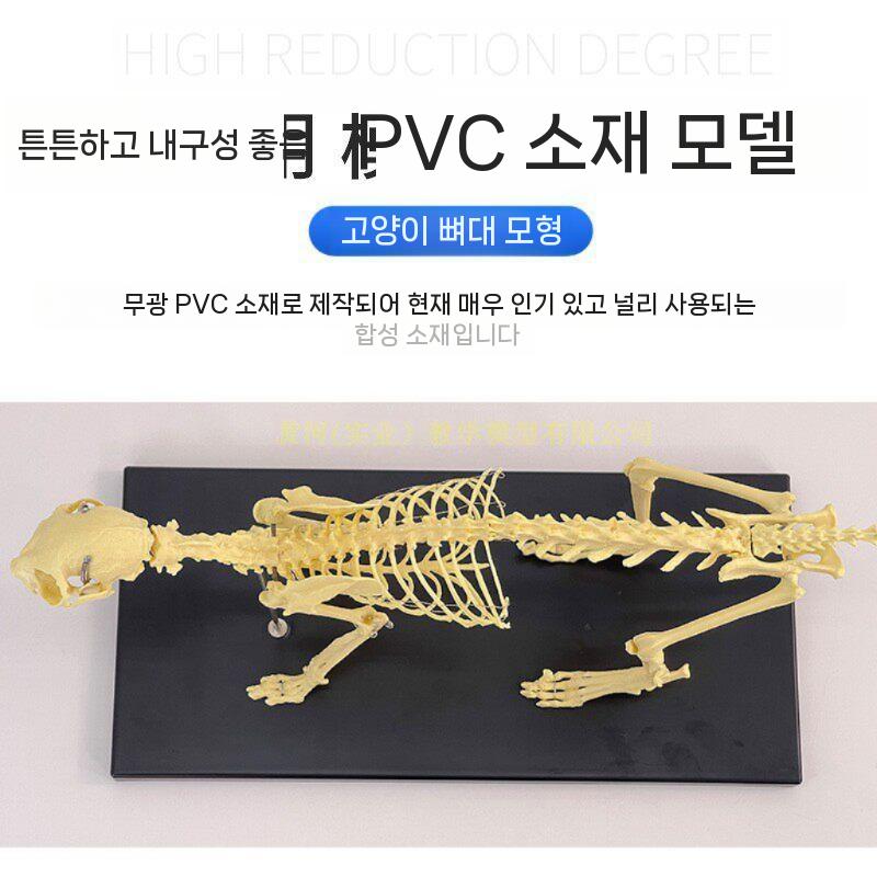 수의학 강아지골격모형 동물 실험실 병원 두골 개뼈 개 - 상세 이미지 4