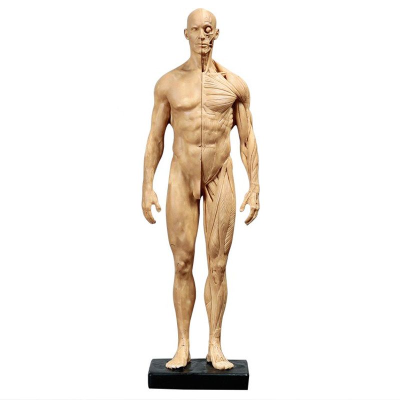 인체 근육 모형 남성 해부학 교육용 골격 모델 전신 흰색 - 상세 이미지 5
