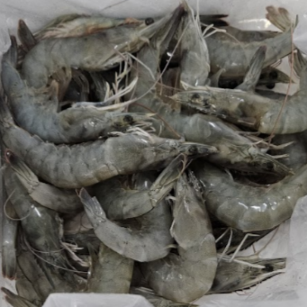 제철 활새우 흰다리새우 생새우회 산지직송 500g, 1개 - 상세 이미지 2