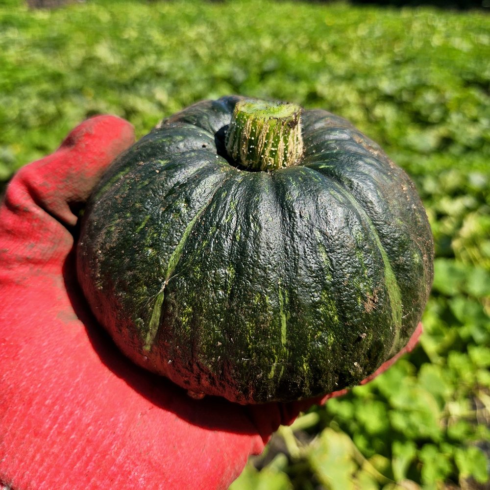제주 미니단호박 보우짱 밤호박 3/5/10kg 평대돌담농장 산지직송 - 상세 이미지 5