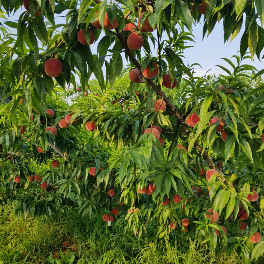 퍼스트프레시 산지직송 옐로드림 망고복숭아 고당도 대과(12과수내외), 2kg, 1개 - 상세 이미지 3
