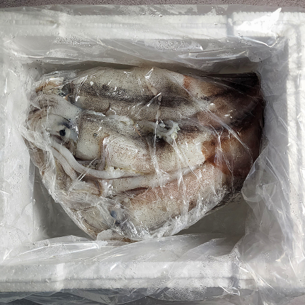 토해원 초코오징어 생물 서해 국내산 당일조업 4~5미 900g 내외 - 상세 이미지 2