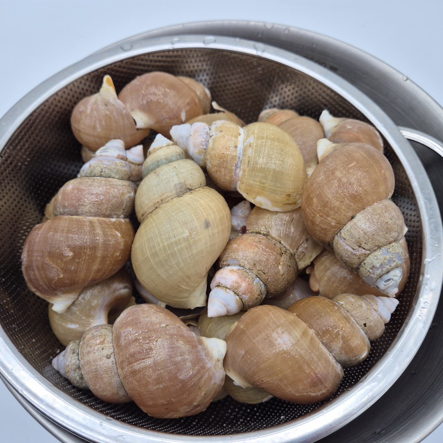 토해원 포항 구룡포 쫄깃한 백골뱅이 백고동 찜용 오뎅탕용 생물 800g 이미지 8