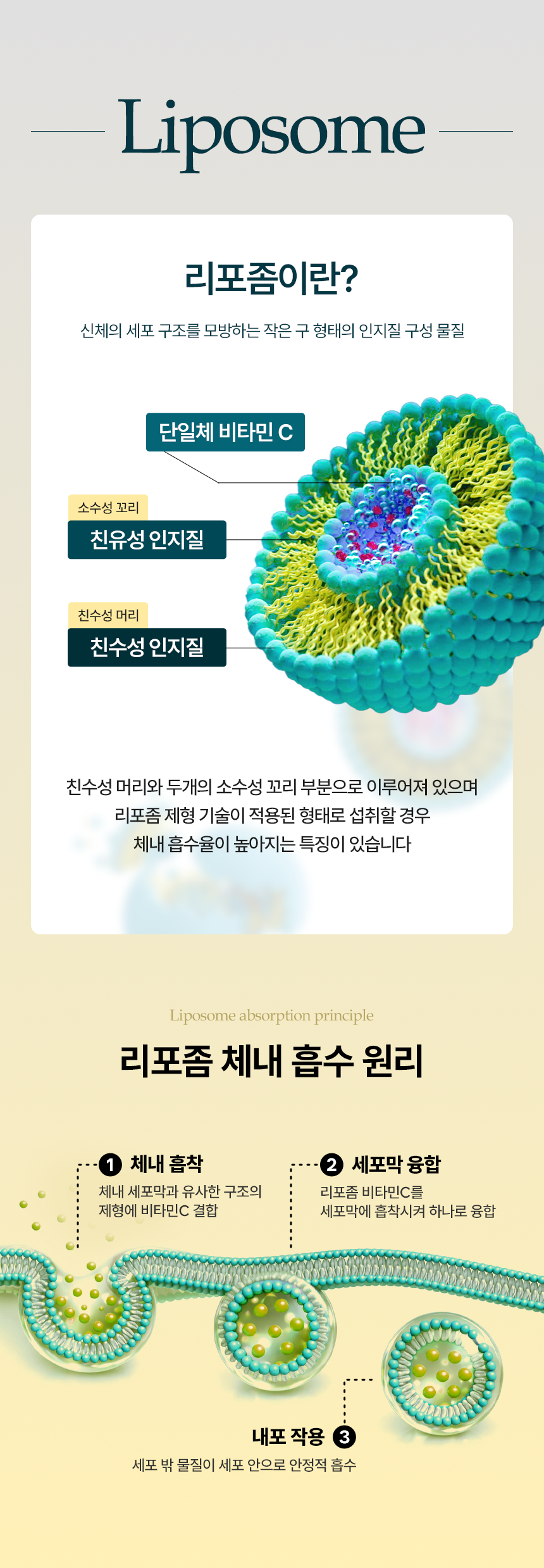 심플리잇 리포좀 마그네슘 400mg 고함량 식약처인정 비타민D 영양제 60정, 3개 - 상세 이미지 3