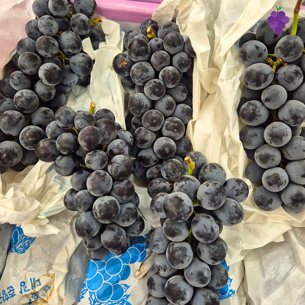 2026 햇 캠벨포도 고당도 제철포도 프리미엄 500g 1kg 2kg 3kg - 상품 이미지