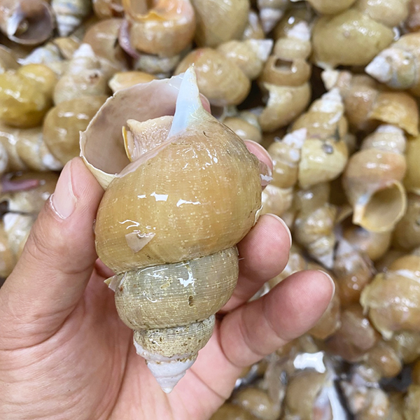 토해원 포항 구룡포 쫄깃한 백골뱅이 백고동 찜용 오뎅탕용 생물 800g - 상품 이미지