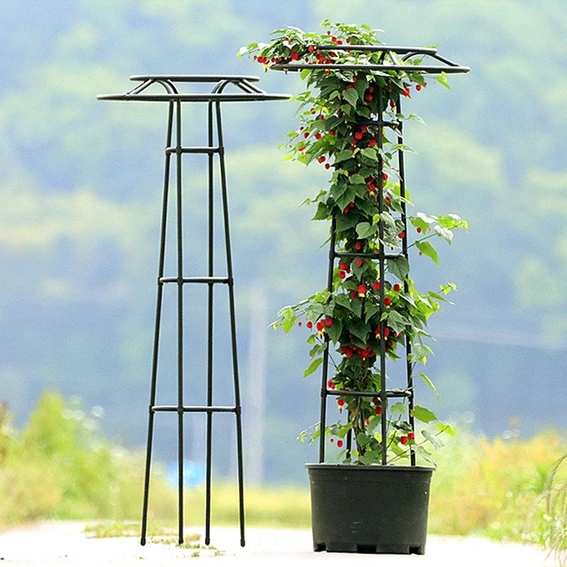 능소화 지지대 펜스 오벨리스크 넝쿨 야외 나팔꽃 105cm - 상세 이미지 2