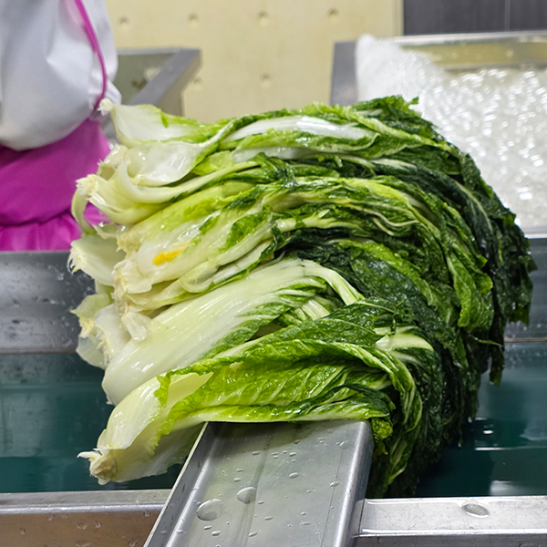 토해원 국내산 해풍 삶은 배추우거지 부드러운 냉동 대용량 감자탕용 찌개용 10kg 20kg - 상세 이미지 3