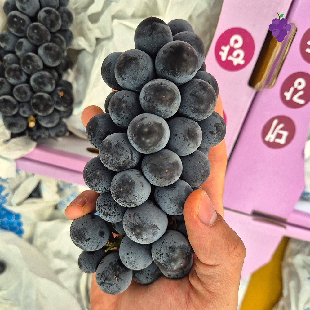 2026 햇 캠벨포도 고당도 제철포도 프리미엄 500g 1kg 2kg 3kg - 상세 이미지 4