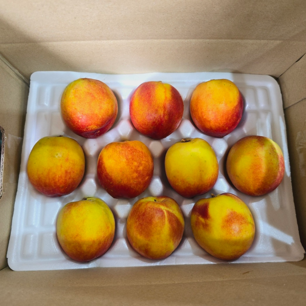 퍼스트프레시 산지직송 옐로드림 망고복숭아 고당도 대과(12과수내외), 2kg, 1개 - 상세 이미지 2
