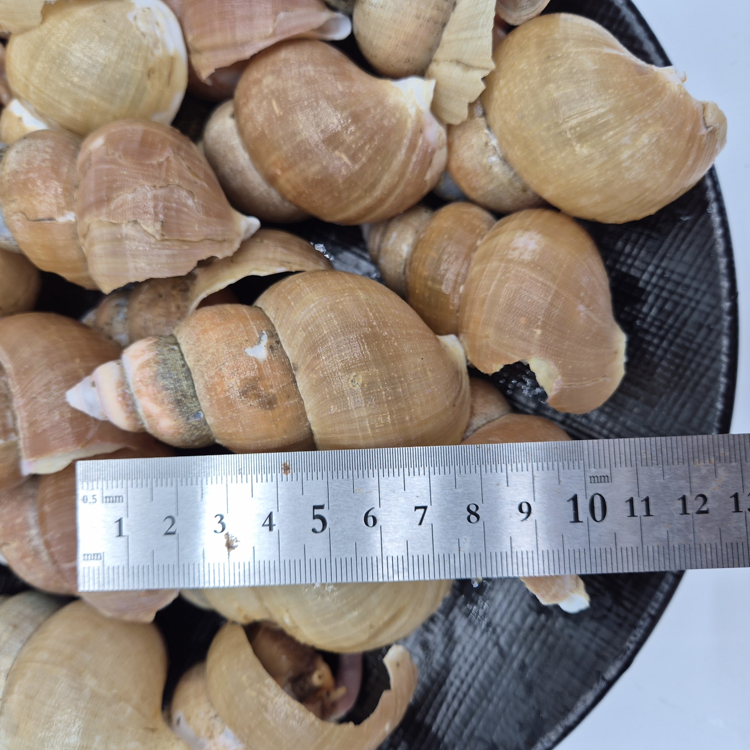토해원 포항 구룡포 쫄깃한 백골뱅이 백고동 찜용 오뎅탕용 생물 800g - 상세 이미지 5