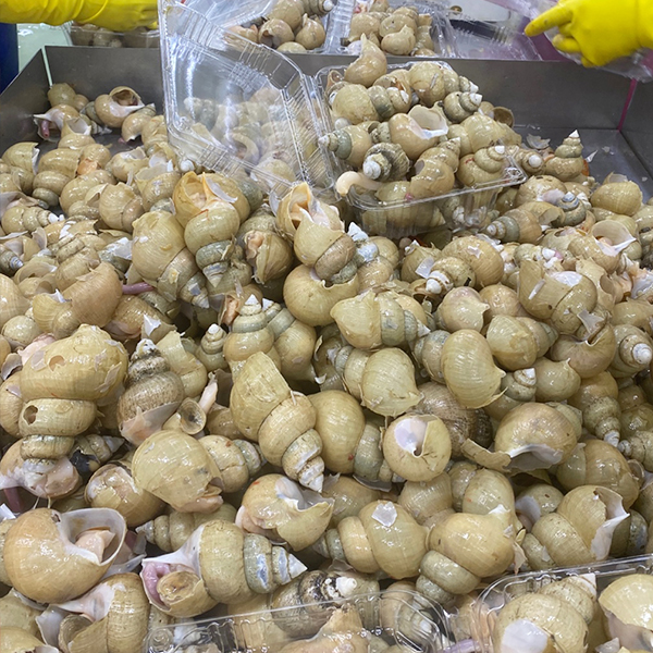 토해원 포항 구룡포 쫄깃한 백골뱅이 백고동 찜용 오뎅탕용 생물 800g - 상세 이미지 3