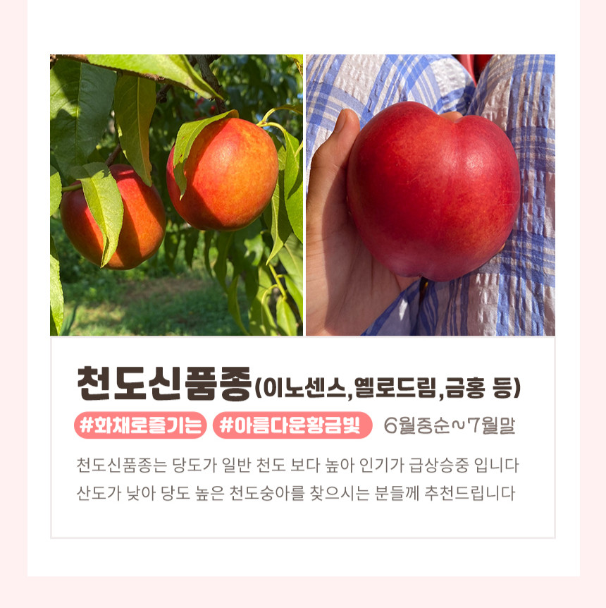 대극천복숭아 딱복 납작복숭아 딱 딱딱한 딱딱이복숭아 천도 망고복숭아 오월도 물복숭아 물복 상품 이미지