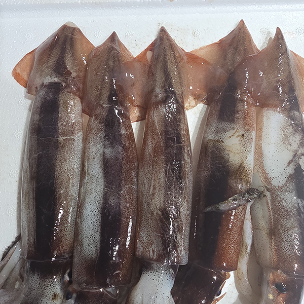토해원 초코오징어 생물 서해 국내산 당일조업 4~5미 900g 내외 - 상세 이미지 4
