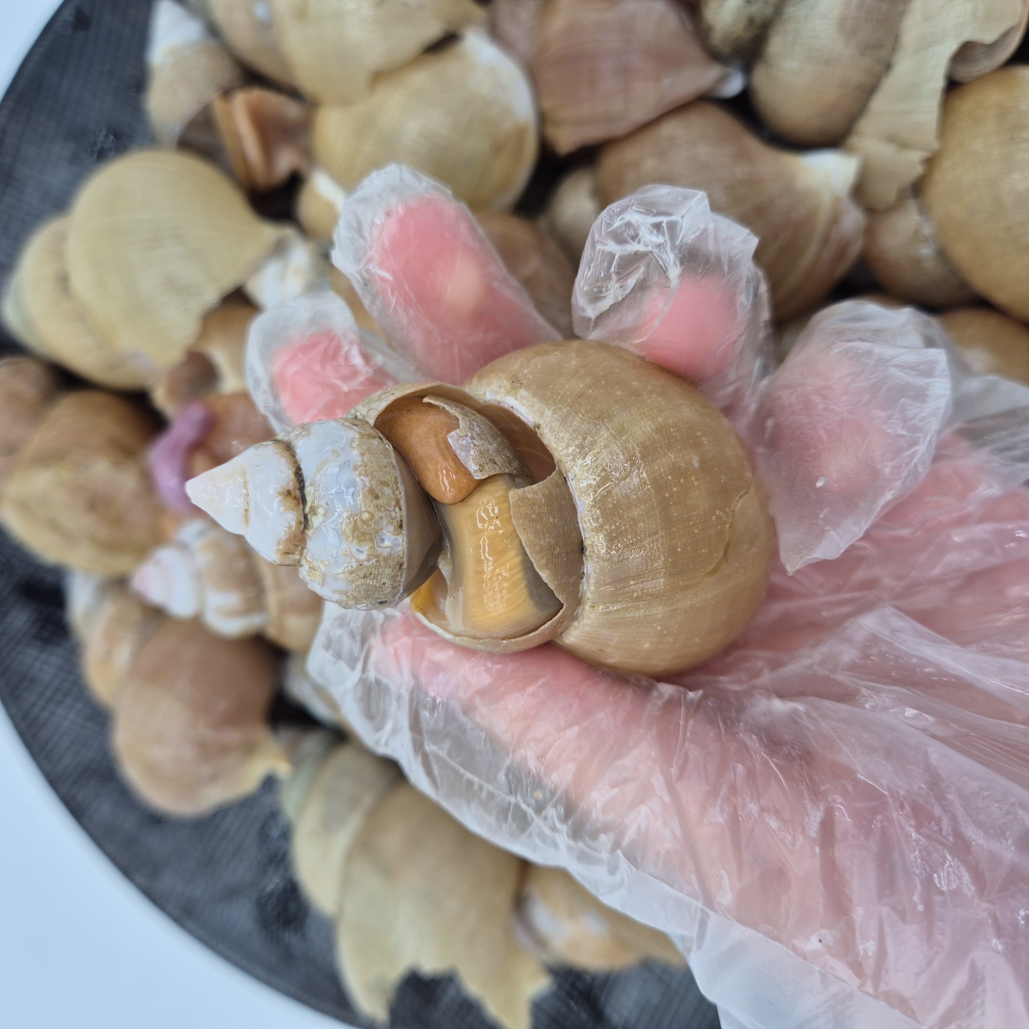 토해원 포항 구룡포 쫄깃한 백골뱅이 백고동 찜용 오뎅탕용 생물 800g - 상세 이미지 4