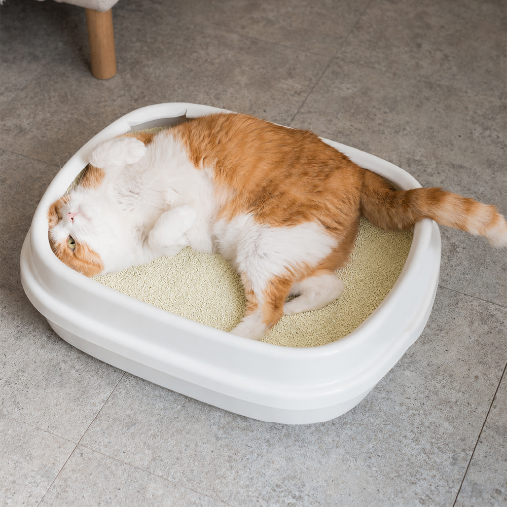 앤샌드 먼지없는 스마트 카사바 모래, 4kg, 2개 - 상세 이미지 5