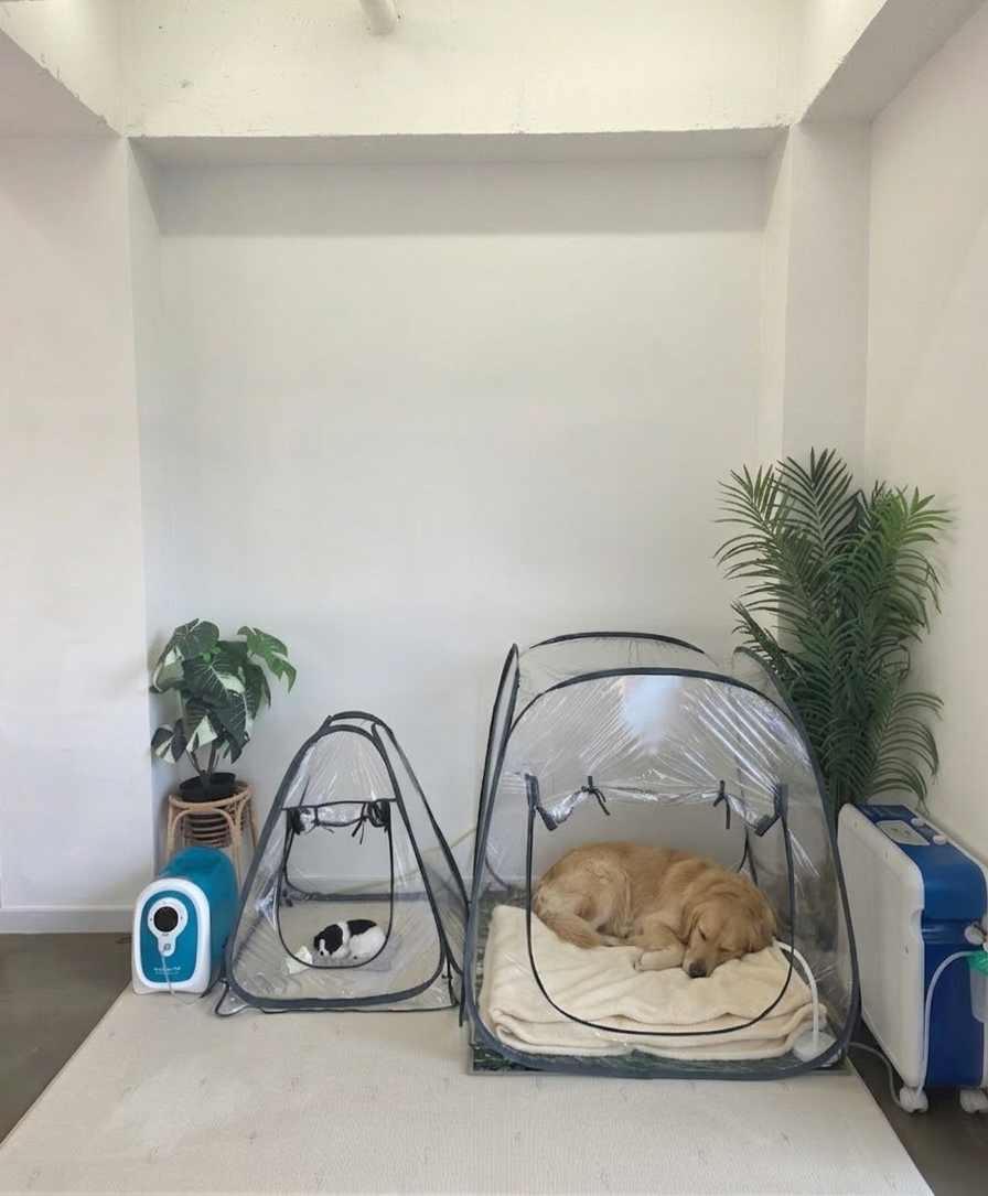 산소텐트 산소방 네블라이저방 강아지 고양이 사람 - 상품 이미지
