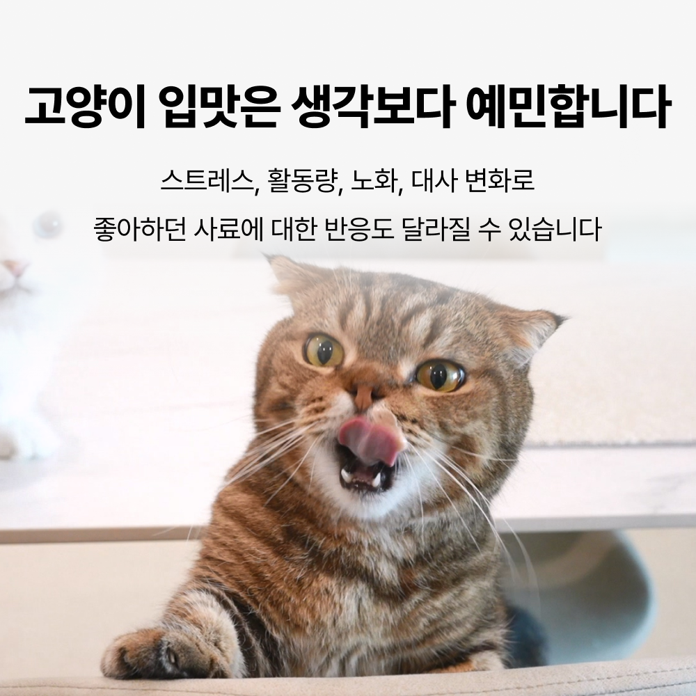 야옹섬 고양이 영양제 식욕 증진 보조제 에피타이트 항산화 항노화 2개월 이미지 6
