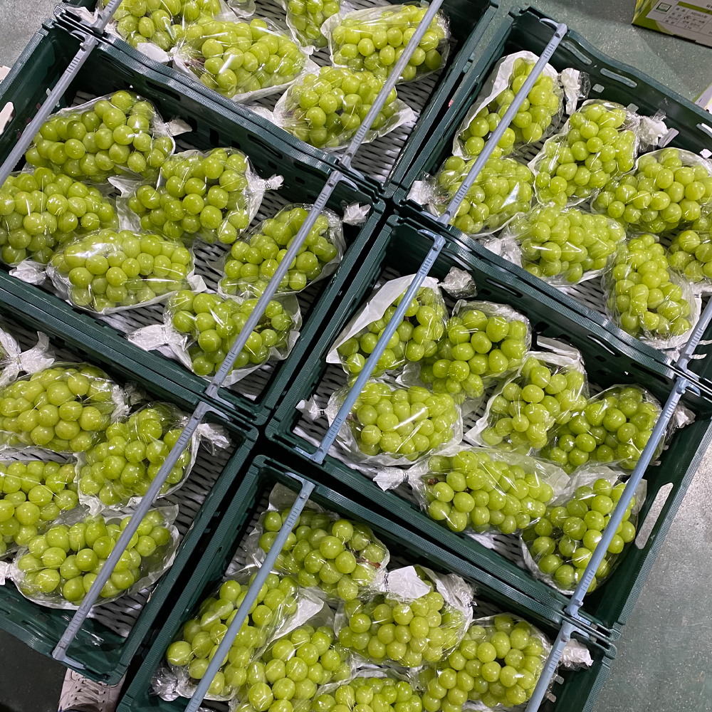 (당도선별) 국내산 샤인머스켓 고당도 제철 생과 선물용 500g 1kg 2kg 이미지 7