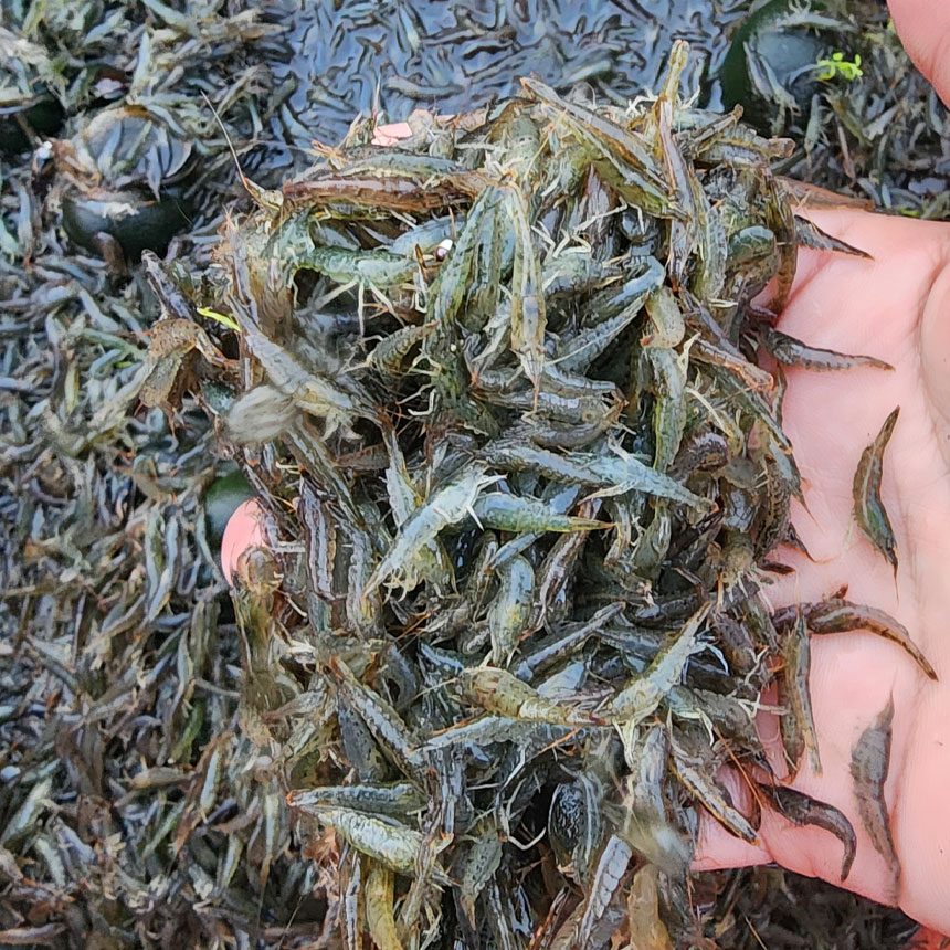 산지직송 토하 새뱅이 민물새우 500g 토하젓 담그기 매운탕 요리 서산자연농원 토하 - 상품 이미지