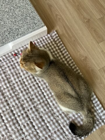 국내제작 강아지패드 반려동물 누빔 침대 고양이 패드 맞춤제작 - 상세 이미지 5