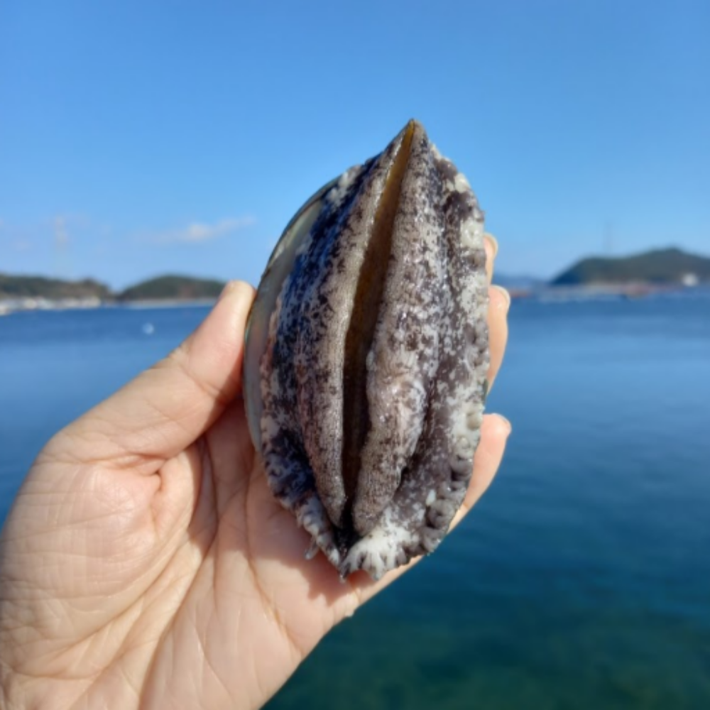 완도산 활 전복 신선하게 산지직송 중, 1kg, 1개 이미지 6
