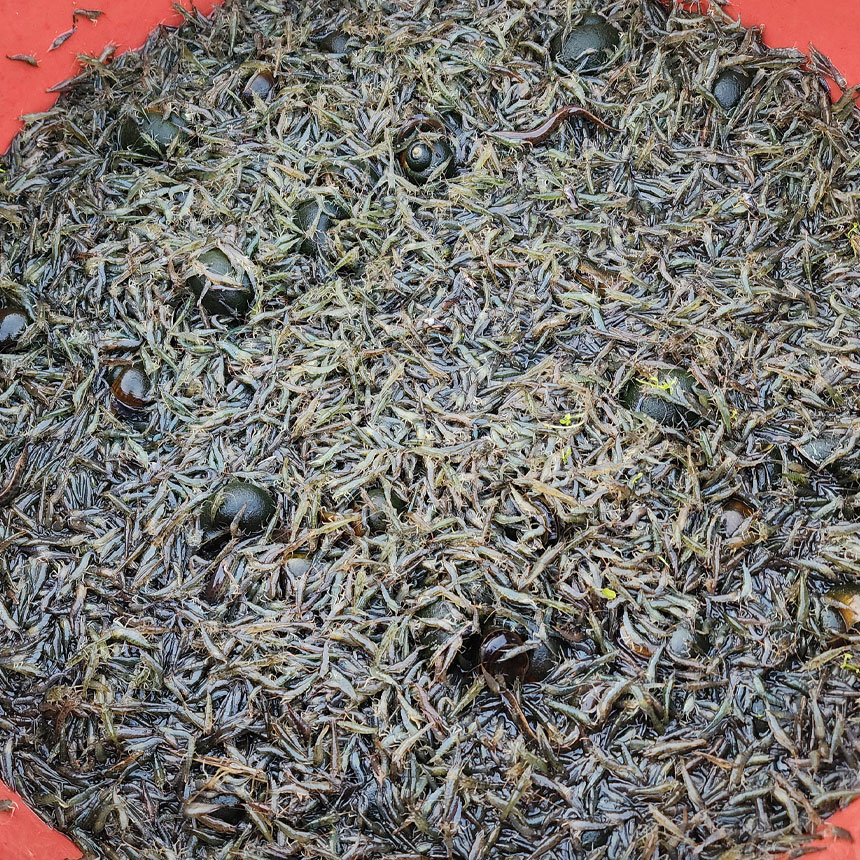 산지직송 토하 새뱅이 민물새우 500g 토하젓 담그기 매운탕 요리 서산자연농원 토하 - 상세 이미지 4