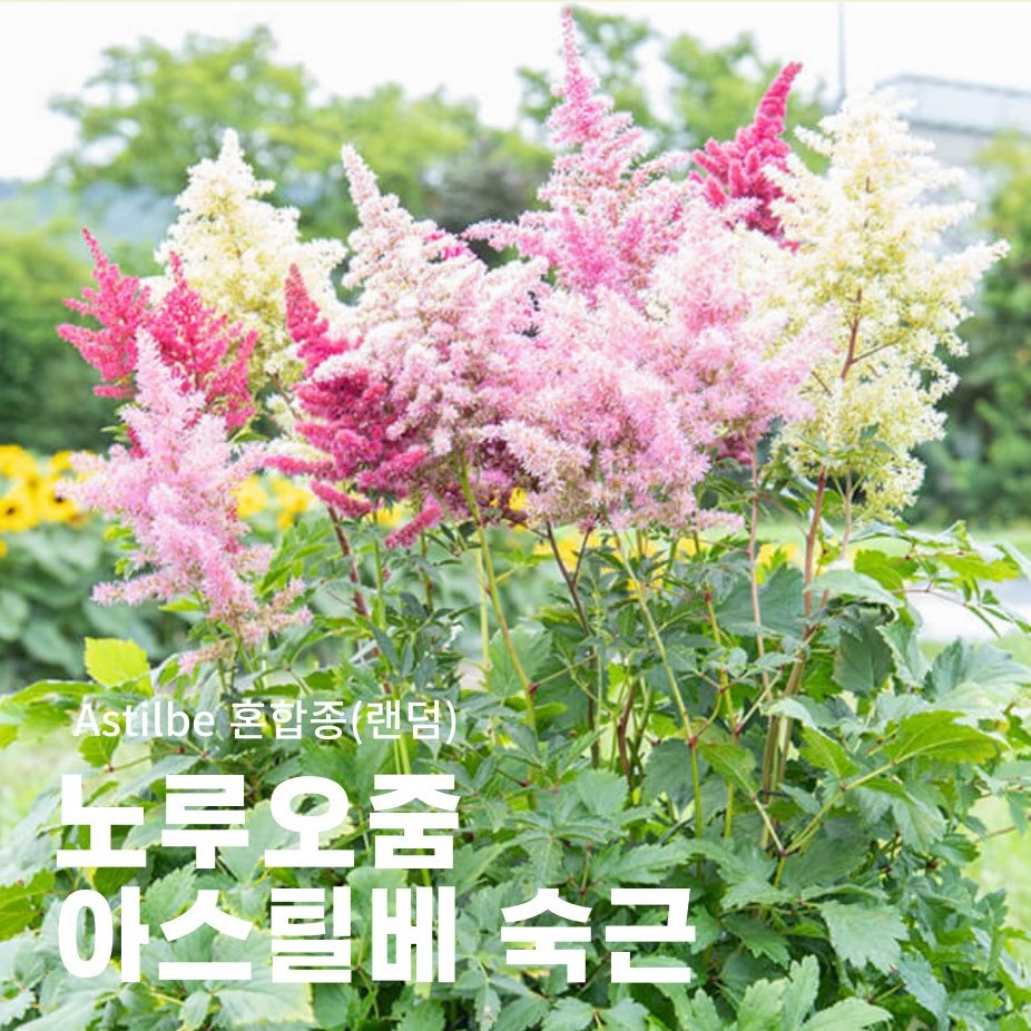 아스틸베 노루오줌 숙근초 4치포트묘 1+1 - 상품 이미지