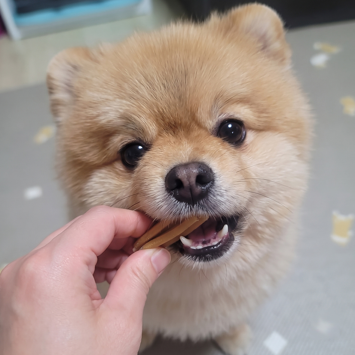 1+1+1 견사돌 14P 강아지 닭고기 덴탈껌 가수분해 간식 치석관리 치석제거 입냄새관리 - 상세 이미지 3