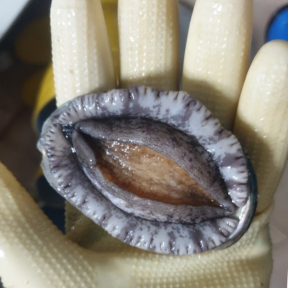완도산 활 전복 신선하게 산지직송 중, 1kg, 1개 이미지 8