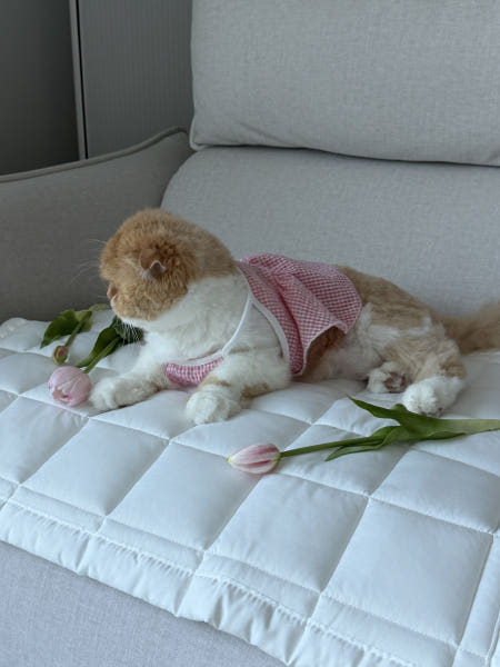 국내제작 강아지패드 반려동물 누빔 침대 고양이 패드 맞춤제작 이미지 6