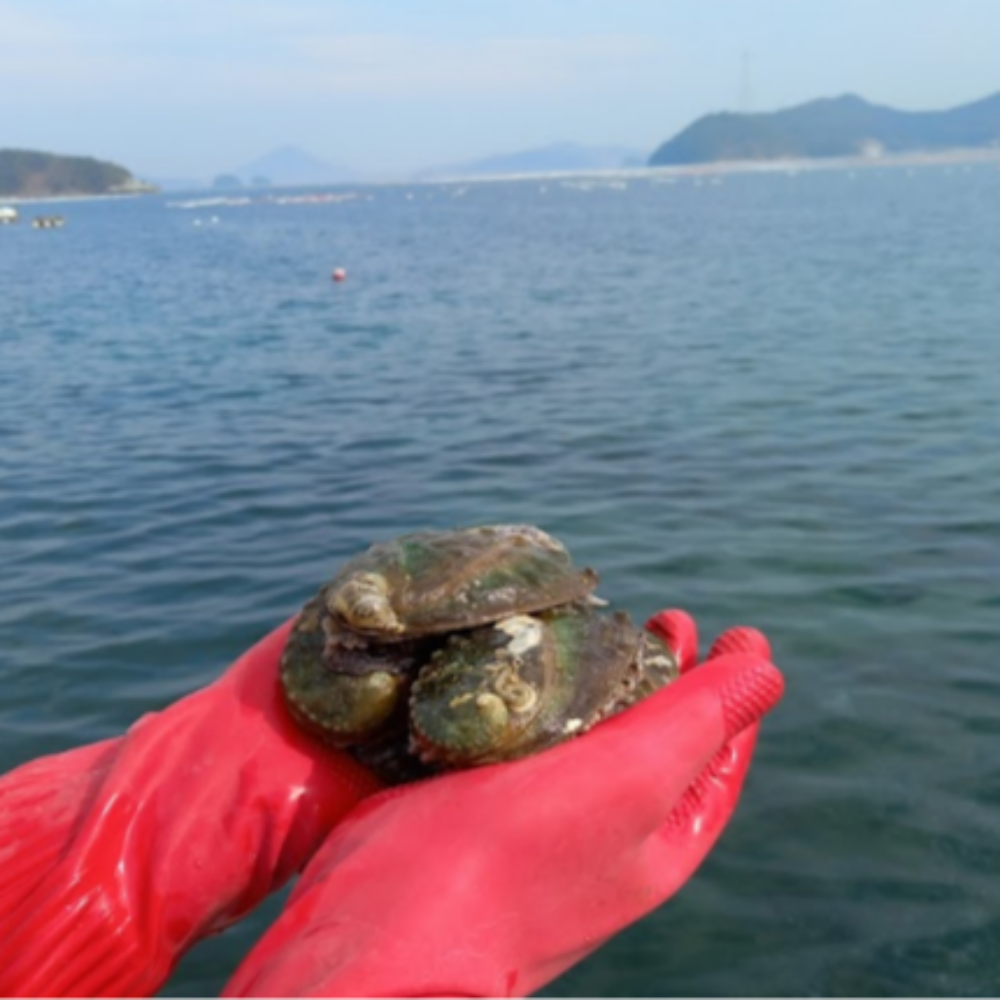 완도산 활 전복 신선하게 산지직송 중, 1kg, 1개 - 상세 이미지 4
