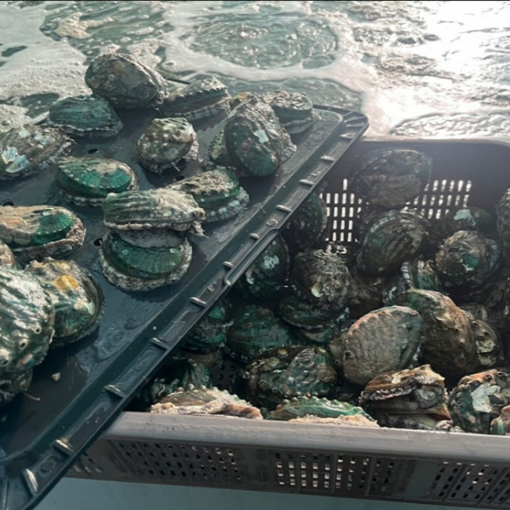 완도산 활 전복 신선하게 산지직송 중, 1kg, 1개 - 상세 이미지 5