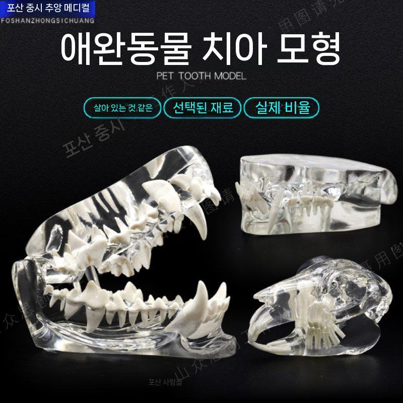 동물병원 치아 모형 이빨 강아지 고양이 교구 교육용 고양이 - 상세 이미지 2