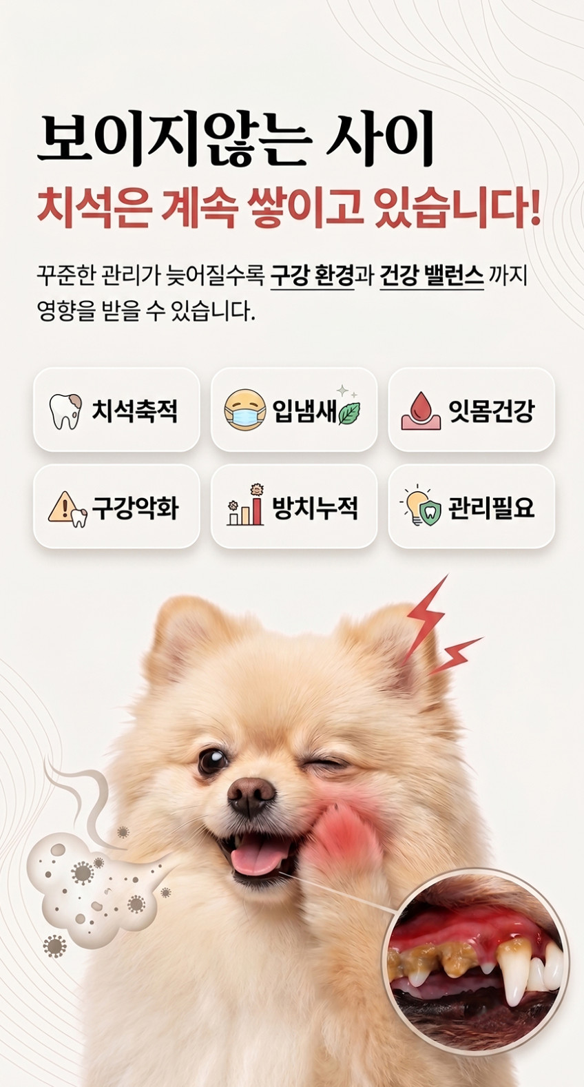 견사돌 강아지 영양제 스틱 덴탈껌 간식 치석제거 면역 60개입 대용량 1박스 판매처 상세 정보 이미지 4